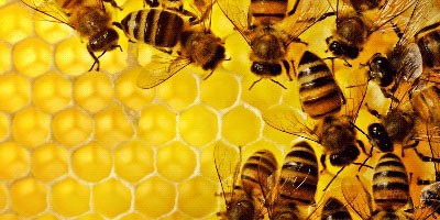 Buy Honey Online, Palmara Honey